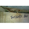 09 IMAG0352